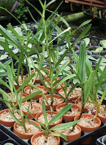 期間限定出品‼️［洋蘭原種］Cleisocentron gokusingii Cleisocentron gokusingii aff